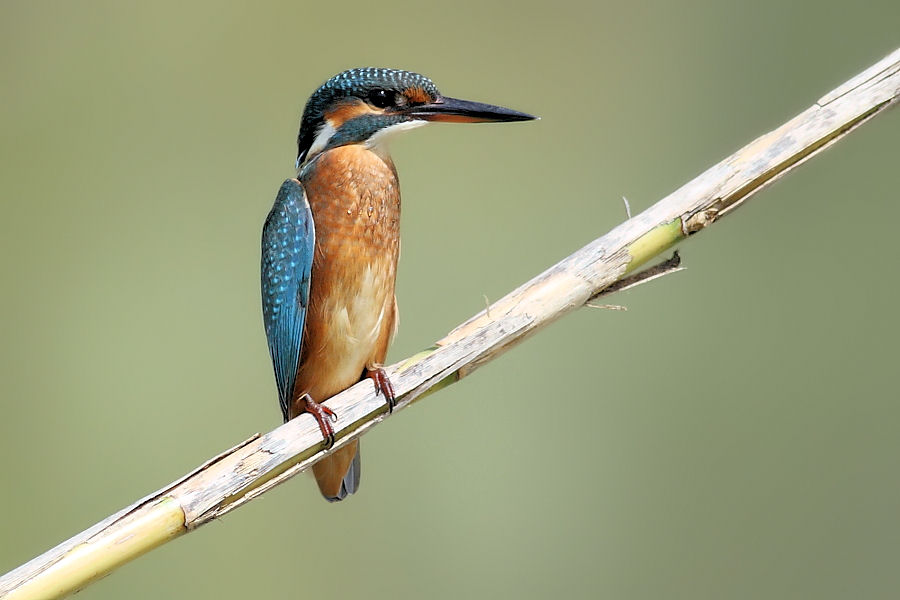 Semplice serie del Martin pescatore